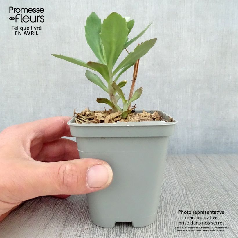 Amostra de Sedum Mr Goodbud Vaso de 8/9 cm tal como entregue na primavera