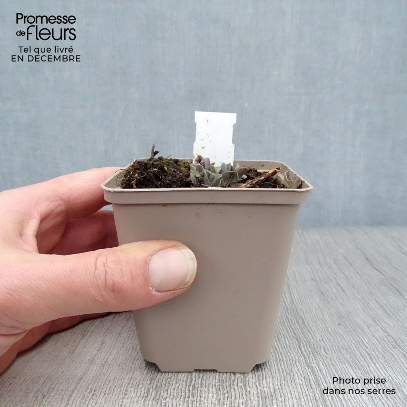 Amostra de Sedum Orange Xenox - Orpin d'automne Vaso de 8/9 cm tal como entregue no inverno