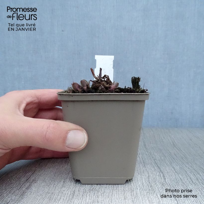 Amostra de Sedum spectabile Purple Emperor Vaso de 8/9 cm tal como entregue no inverno