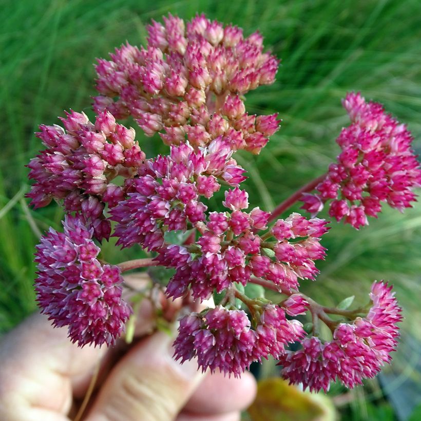 Sedum Red Cauli (Floração)