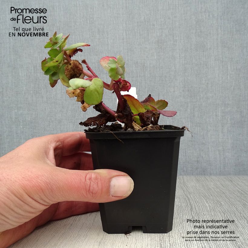 Amostra de Sedum Red Cauli Vaso de 8/9 cm tal como entregue no outono