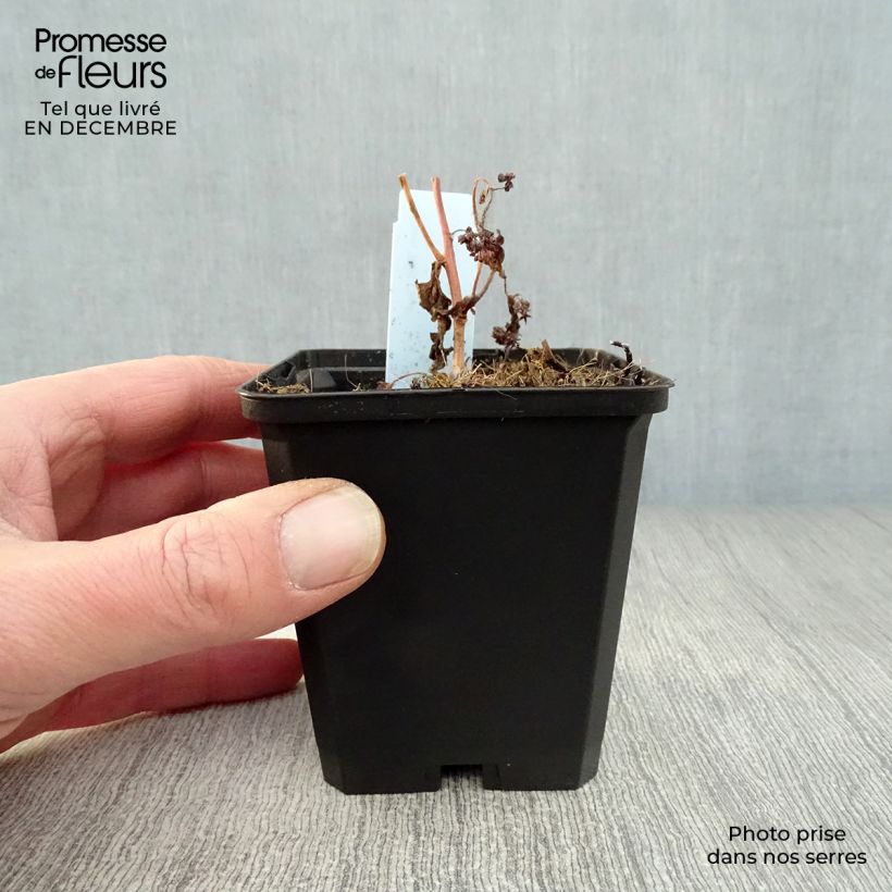 Amostra de Sedum Red Cauli Vaso de 8/9 cm tal como entregue no inverno