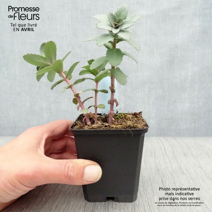 Amostra de Sedum Red Cauli Vaso de 8/9 cm tal como entregue na primavera