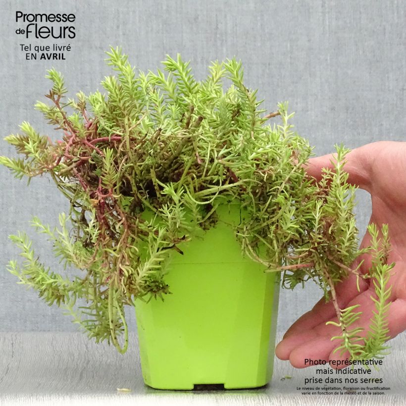 Amostra de Sedum SUNSPARKLER Angelina's Teacup - Orpin Pot de 1L/1,5L tal como entregue na primavera