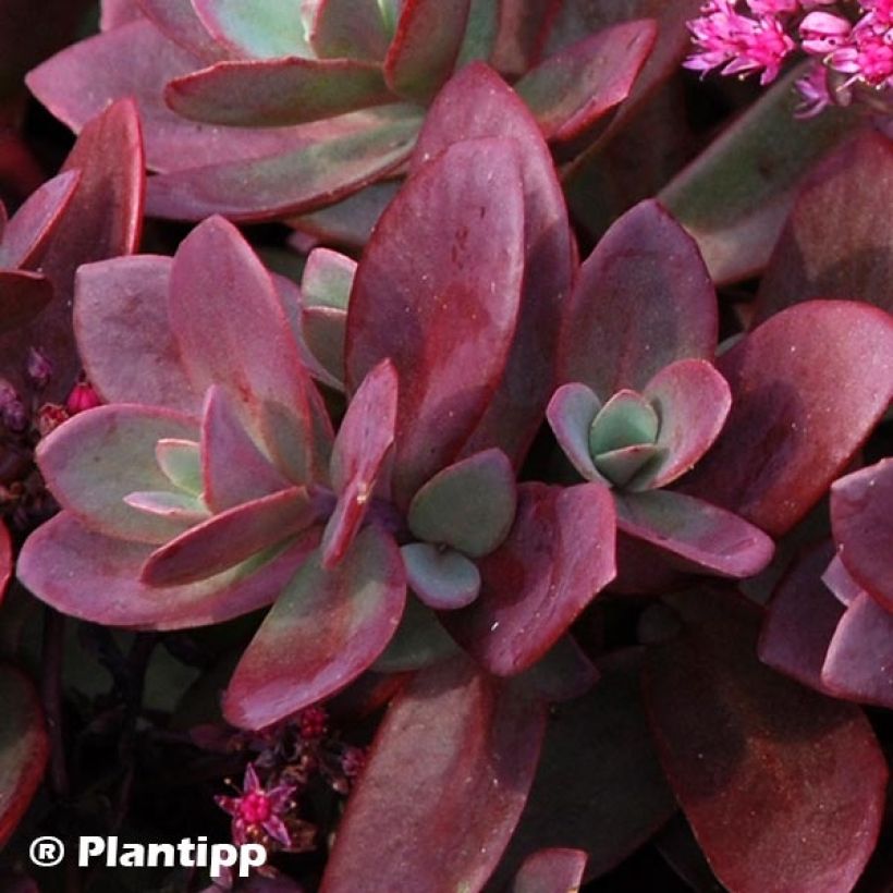 Sedum Sunsparkler Firecracker (Folhagem)