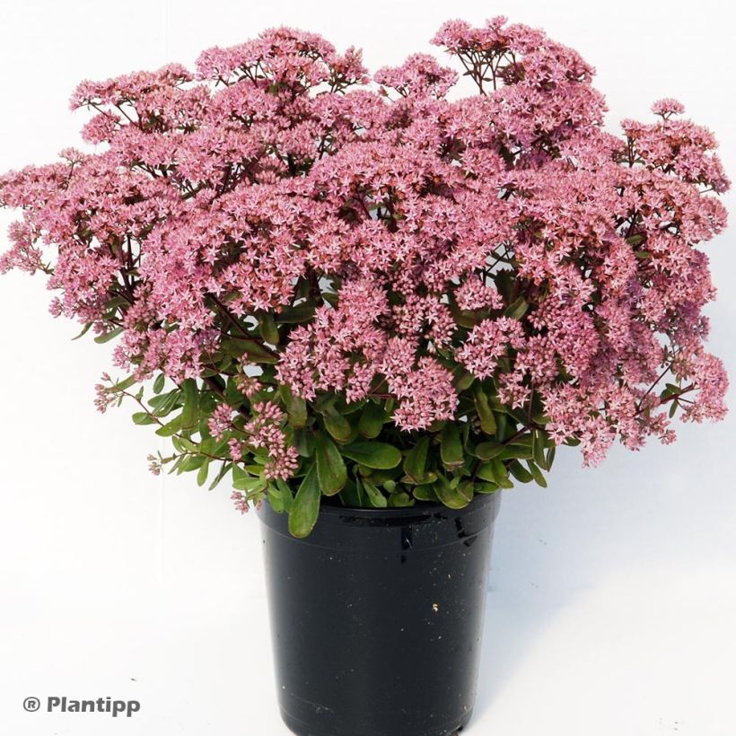 Sedum Sunsparkler Jade Tuffet (Hábito)