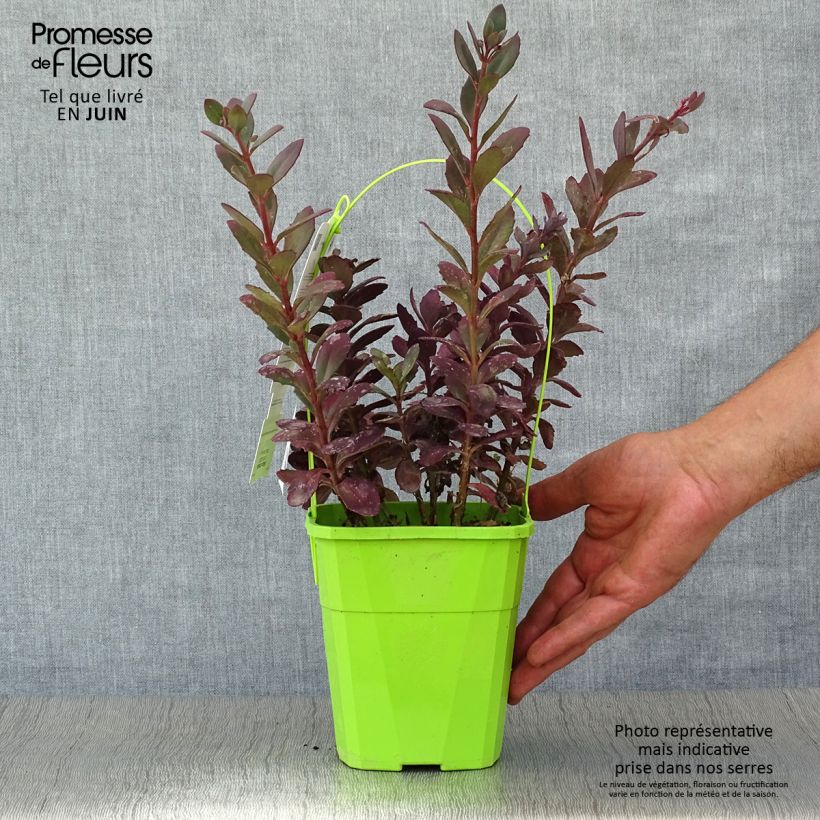 Amostra de Sedum Sunsparkler Plum Dazzled Vaso de 1,5 L/2 L tal como entregue no verão