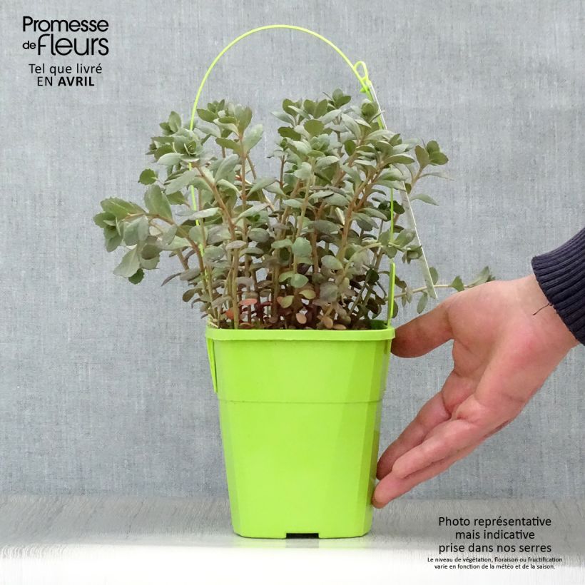 Amostra de Sedum SUNSPARKLER® Plum Dazzled - Orpin Pot de 1,5L/2L tal como entregue na primavera
