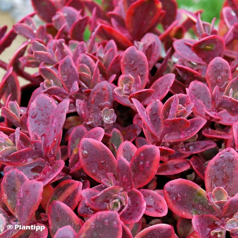 Sedum Sunsparkler Wildfire (Folhagem)