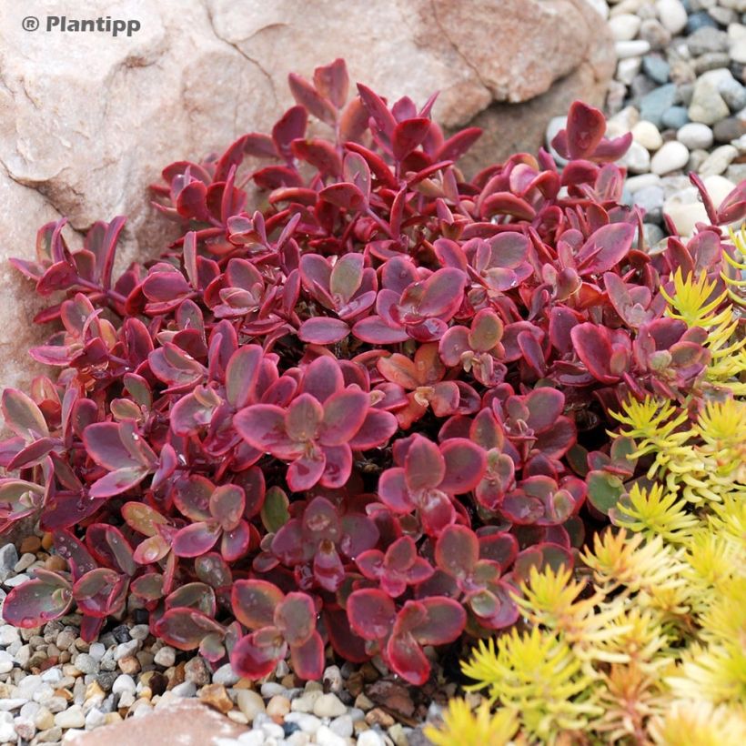 Sedum Sunsparkler Wildfire (Hábito)
