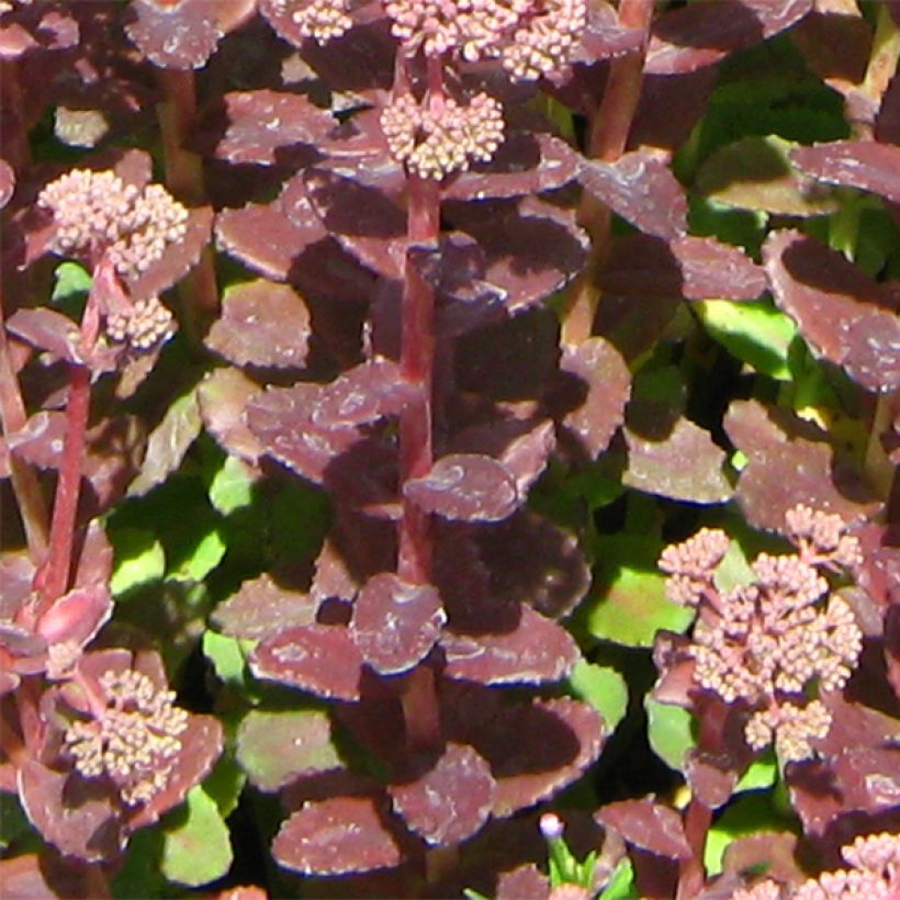 Sedum Stewed Rhubarb Mountain (Folhagem)