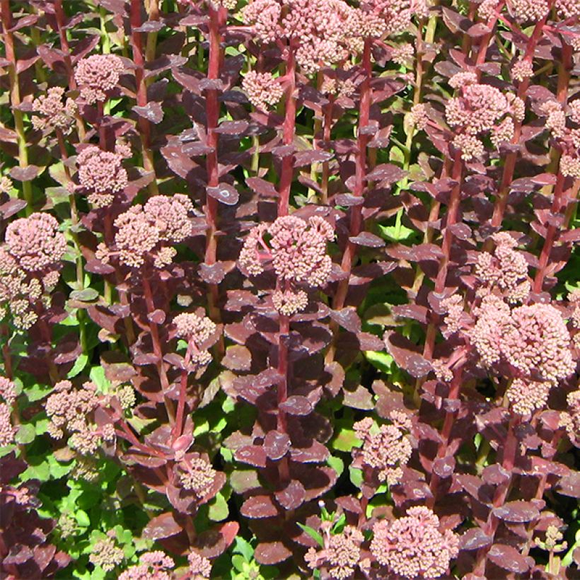 Sedum Stewed Rhubarb Mountain (Hábito)
