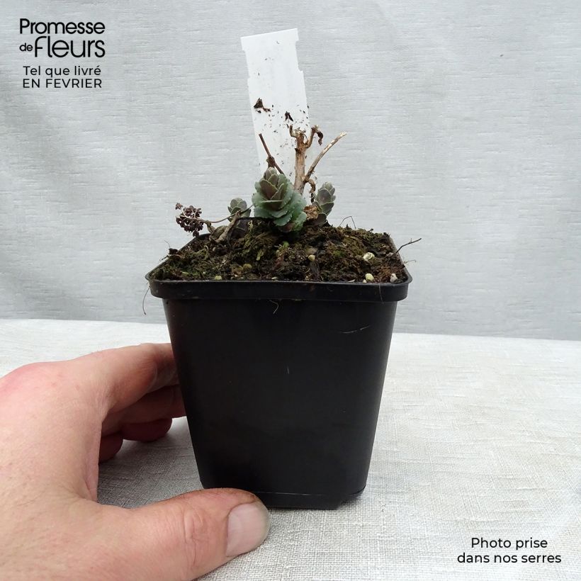 Amostra de Sedum Stewed Rhubarb Mountain - Orpin d'Automne Vaso de 8/9 cm tal como entregue no inverno
