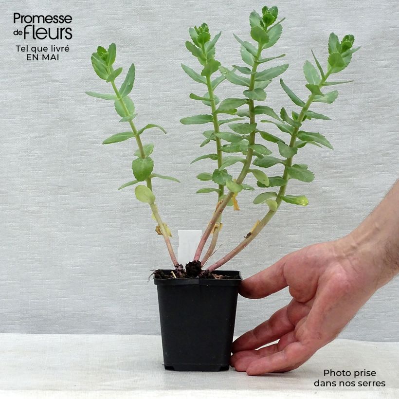 Amostra de Sedum Stewed Rhubarb Mountain Vaso de 8/9 cm tal como entregue na primavera