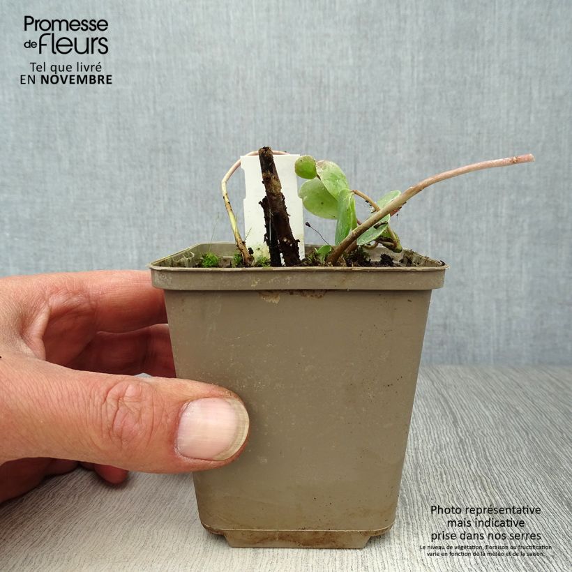 Amostra de Sedum Stewed Rhubarb Mountain Vaso de 8/9 cm tal como entregue no outono