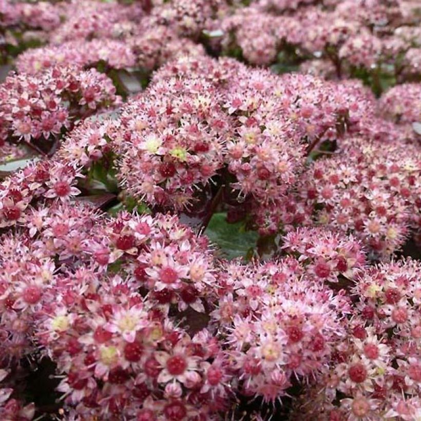 Sedum Strawberry and Cream (Floração)