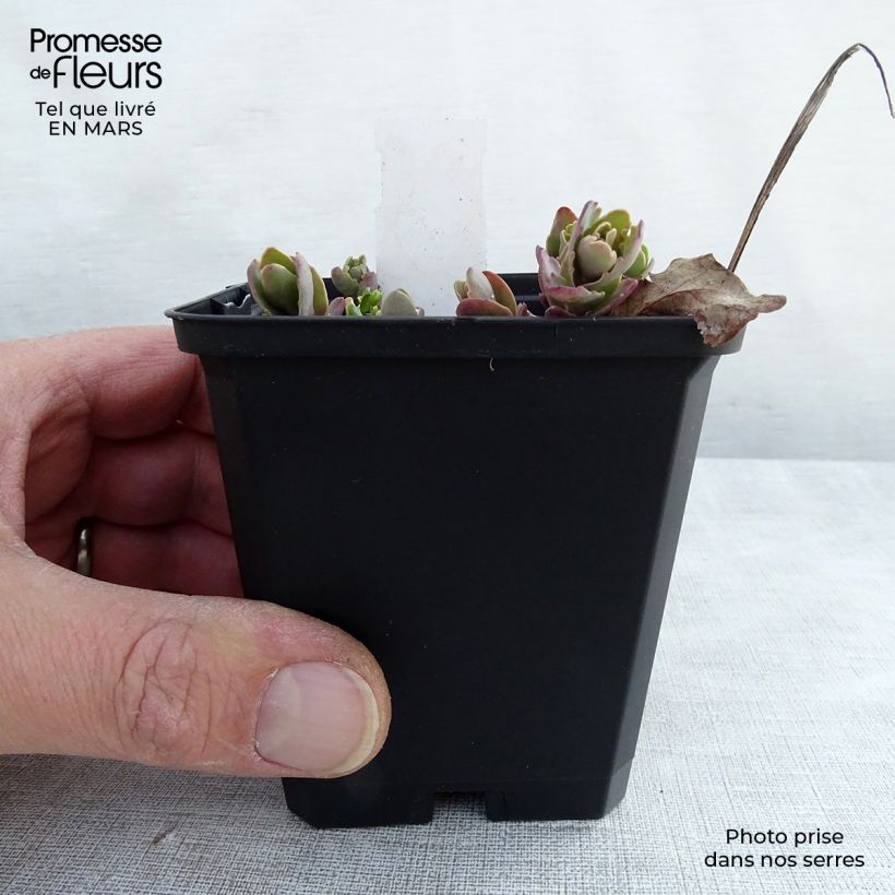 Amostra de Sedum Strawberry and Cream Vaso de 8/9 cm tal como entregue na primavera