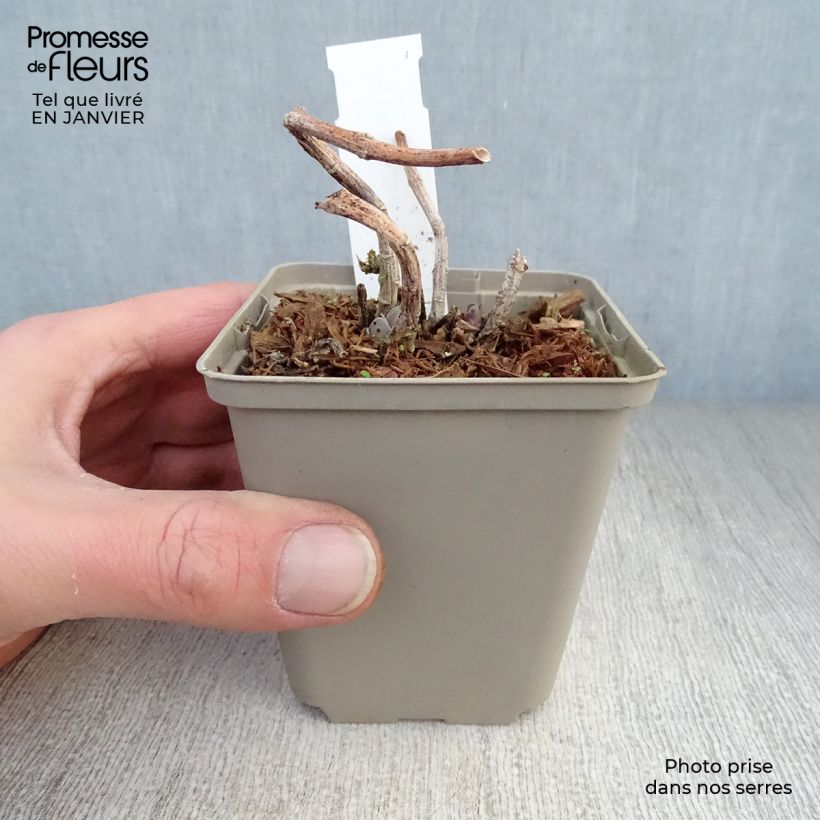 Amostra de Sedum Sunkissed Vaso de 8/9 cm tal como entregue no inverno