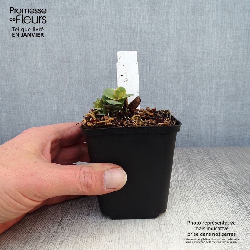 Amostra de Sedum Sunsparkler Blue Pearl - Orpin Vaso de 8/9 cm tal como entregue no inverno