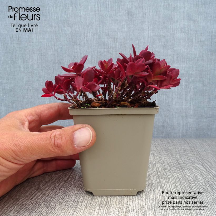 Amostra de Sedum Sunsparkler Cherry Tart Vaso de 8/9 cm tal como entregue na primavera