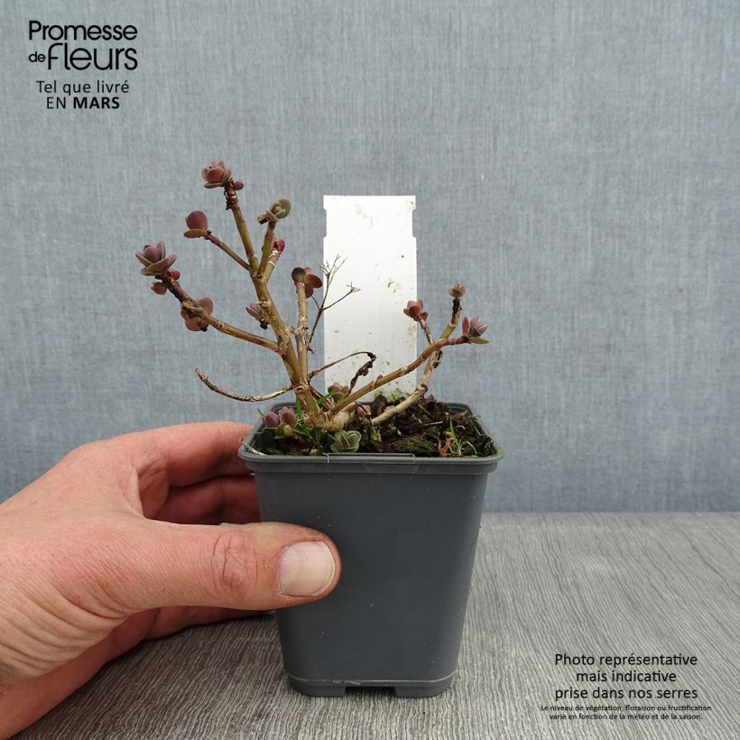 Amostra de Sedum Sunsparkler Cherry Tart Vaso de 8/9 cm tal como entregue no inverno