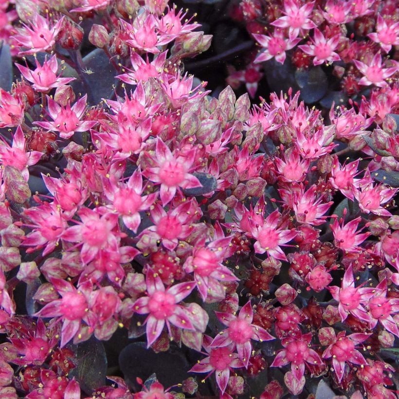 Sedum Sunsparkler Dazzleberry (Floração)