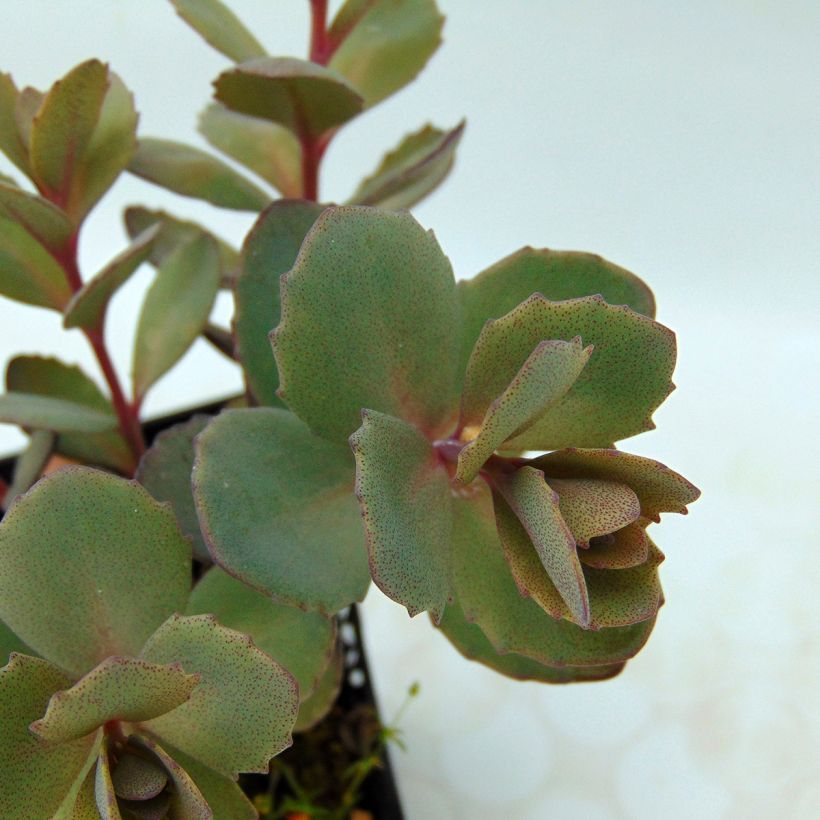 Sedum Sunsparkler Dazzleberry (Folhagem)