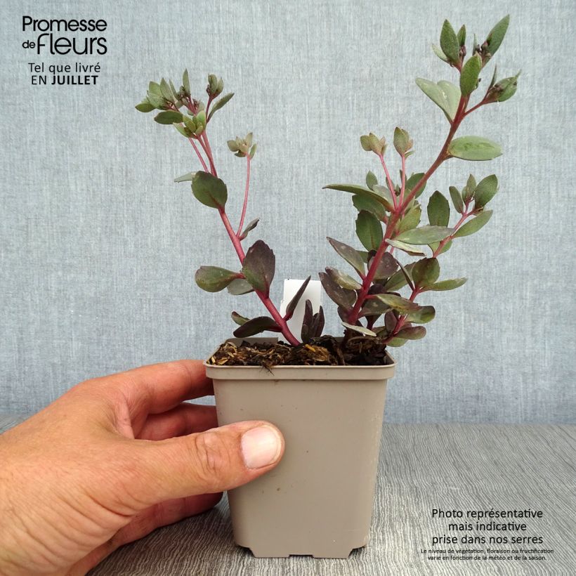 Amostra de Sedum Sunsparkler Dazzleberry Vaso de 8/9 cm tal como entregue no verão