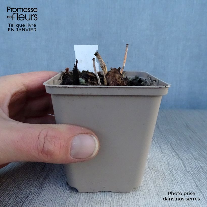 Amostra de Sedum Sunsparkler Dazzleberry Vaso de 8/9 cm tal como entregue no inverno