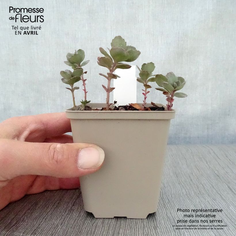 Amostra de Sedum Sunsparkler Dazzleberry Vaso de 8/9 cm tal como entregue na primavera