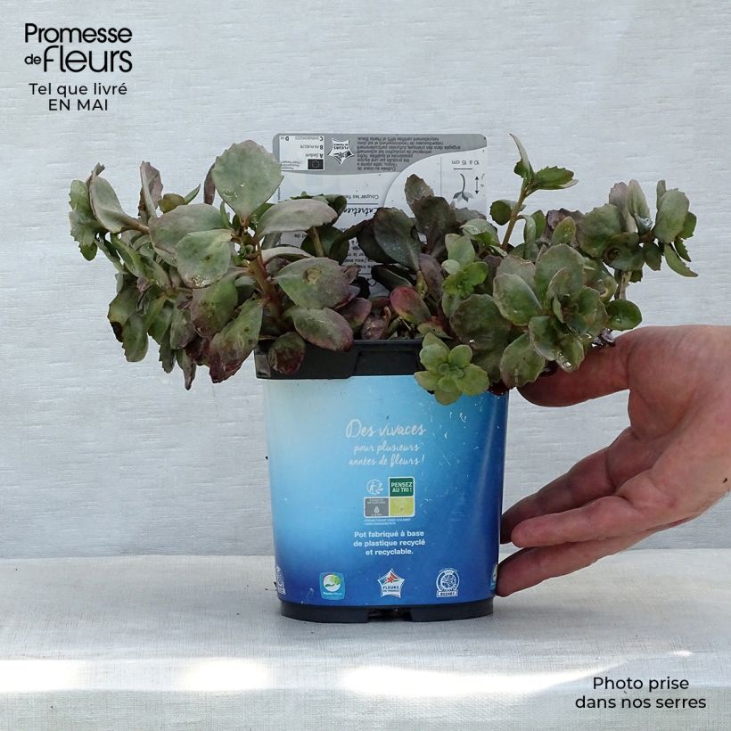 Amostra de Sedum Sunsparkler Dazzleberry Vaso de 2 L/3 L tal como entregue na primavera