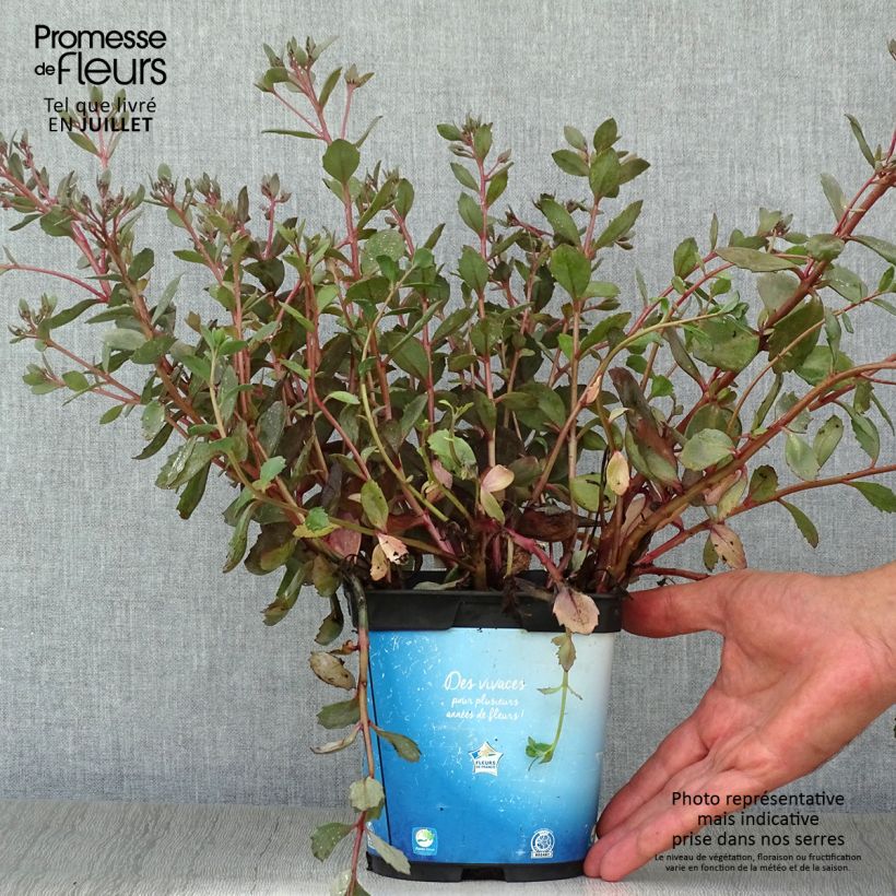 Amostra de Sedum Sunsparkler Dazzleberry Vaso de 2 L/3 L tal como entregue no verão