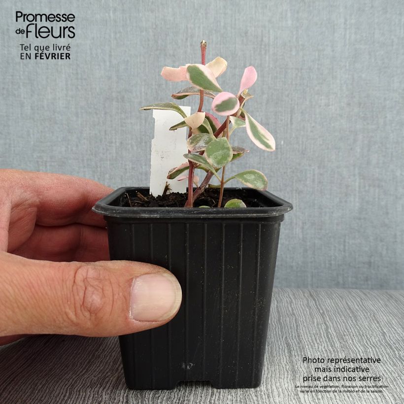 Amostra de Sedum Sunsparkler Dream Dazzler - Orpin hybride Godet de 8/9 cm tal como entregue no outono