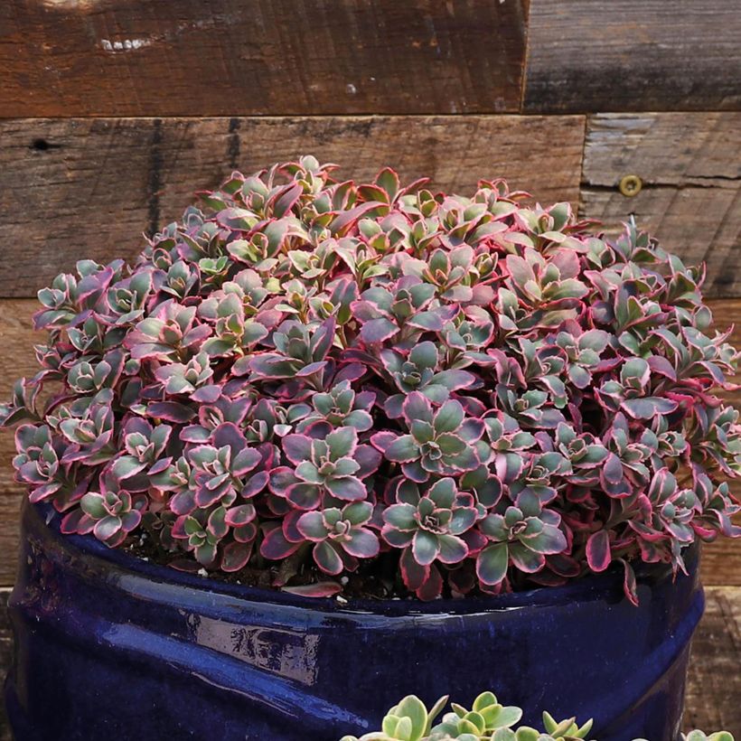 Sedum Sunsparkler Dream Dazzler (Hábito)
