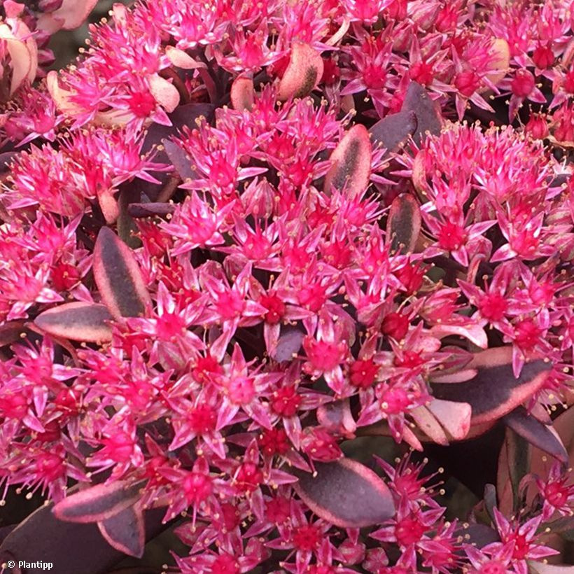 Sedum Sunsparkler Dream Dazzler (Floração)