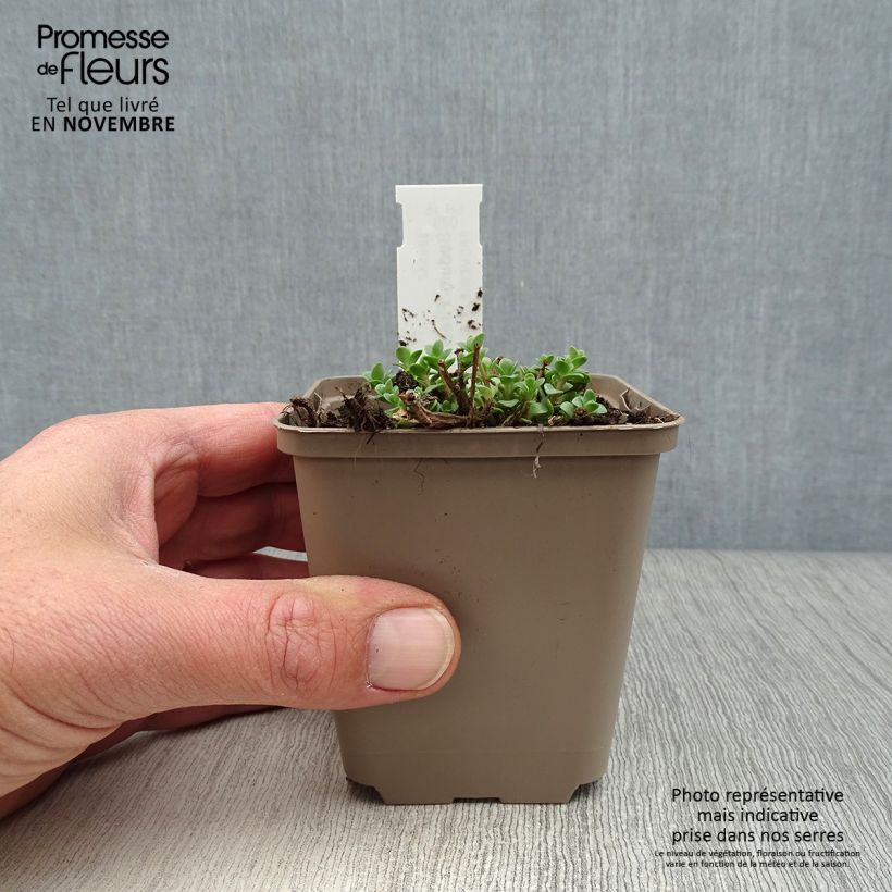 Amostra de Sedum Sunsparkler Firecracker Vaso de 8/9 cm tal como entregue no outono