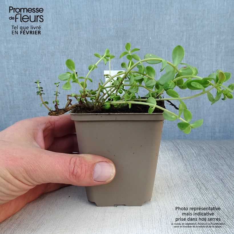 Amostra de Sedum Sunsparkler Firecracker - Orpin  Vaso de 8/9 cm tal como entregue no inverno