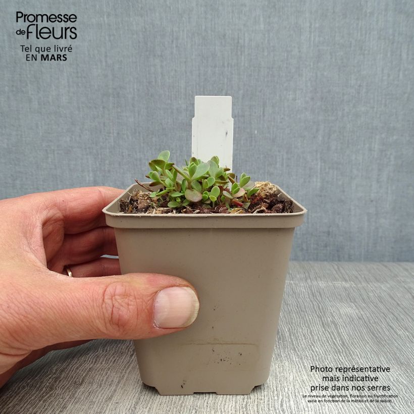 Amostra de Sedum Sunsparkler Firecracker Vaso de 8/9 cm tal como entregue na primavera