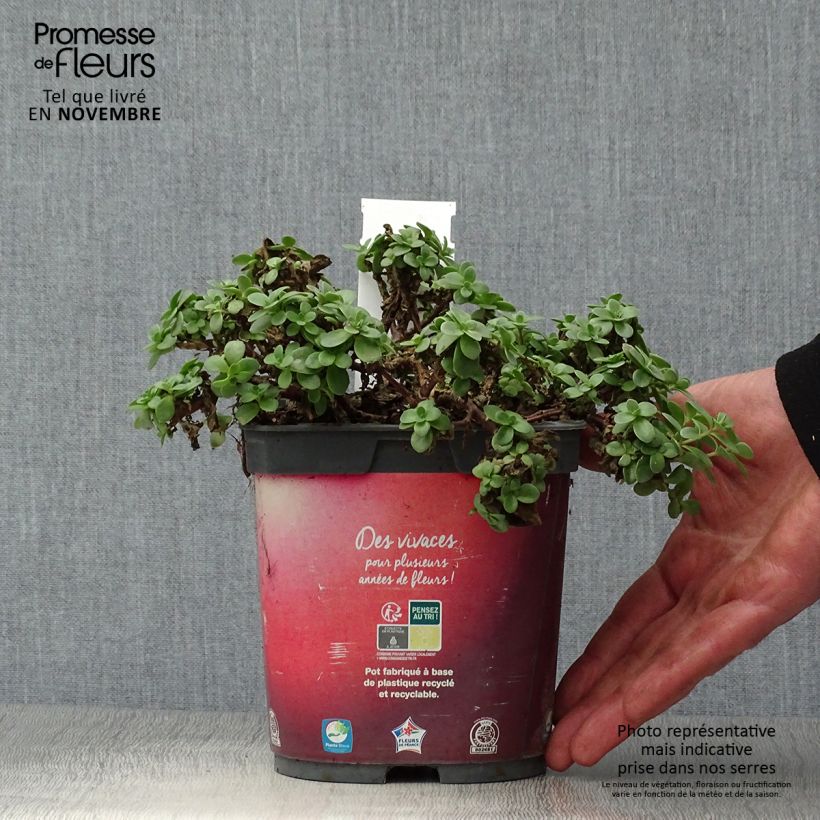 Amostra de Sedum Sunsparkler Firecracker Vaso de 1,5 L/2 L tal como entregue no outono