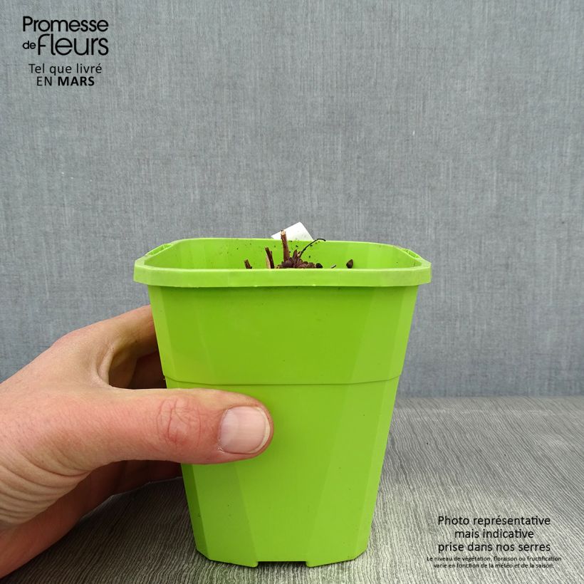 Amostra de Sedum Sunsparkler Jade Tuffet - Orpin Pot de 1,5L/2L tal como entregue no inverno