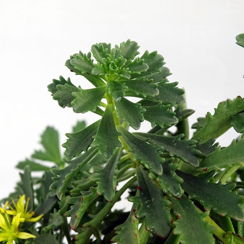Sedum Sunsparkler Lime Zinger (Folhagem)