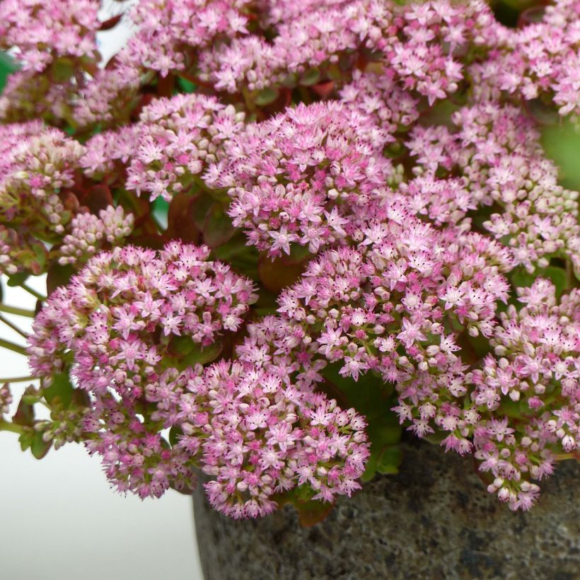 Sedum Sunsparkler Lime Zinger (Floração)
