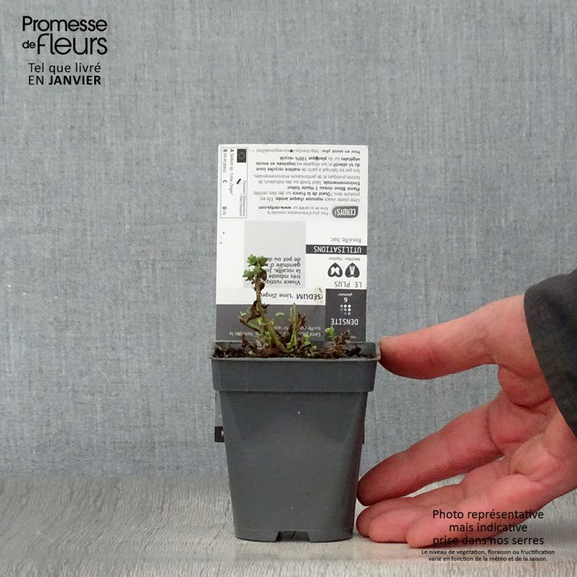 Amostra de Sedum Sunsparkler Lime Zinger - Orpin vert lime Godet de 8/9 cm tal como entregue no inverno