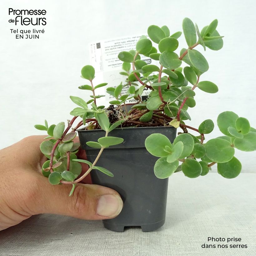 Amostra de Sedum Sunsparkler Lime Zinger Vaso de 8/9 cm tal como entregue no verão