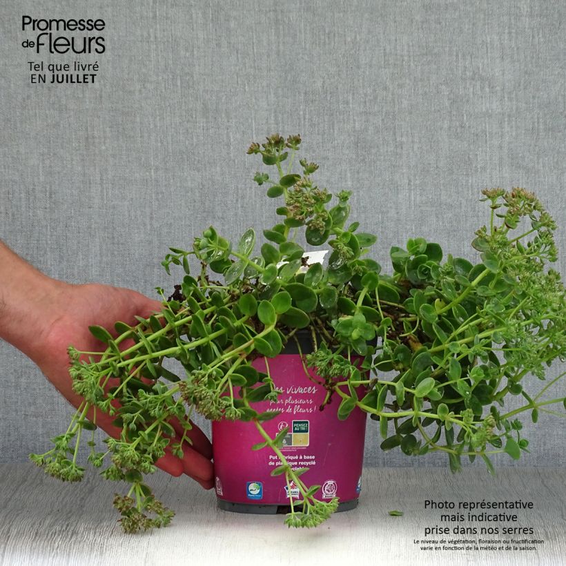 Amostra de Sedum Sunsparkler Lime Zinger Vaso de 2 L/3 L tal como entregue no verão