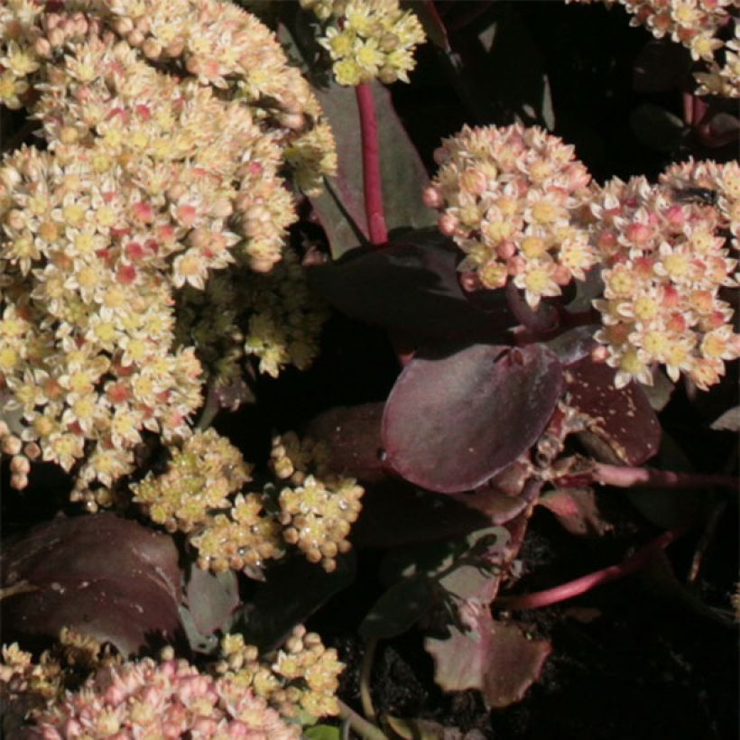 Sedum spectabile Twinkling Star (Folhagem)