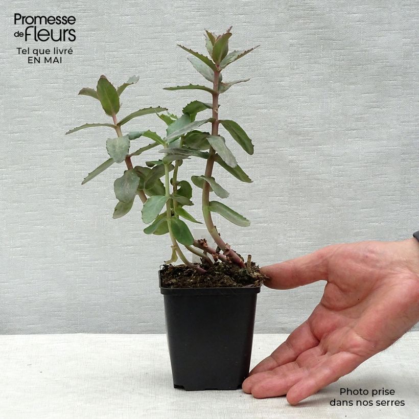 Amostra de Sedum spectabile Twinkling Star Vaso de 8/9 cm tal como entregue na primavera