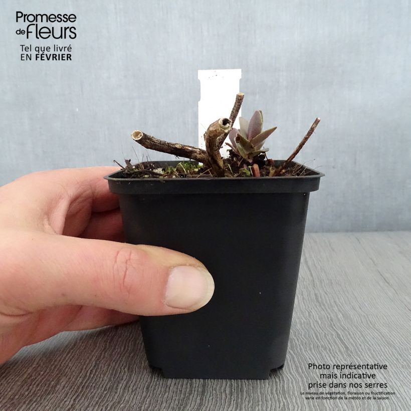 Amostra de Sedum Twinkling Star - Orpin d'automne Godet de 8/9 cm tal como entregue no inverno