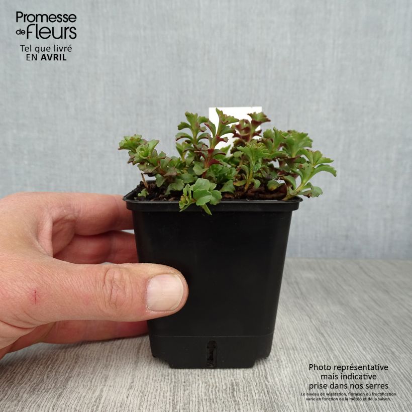 Amostra de Sedum Weihenstephaner Gold Vaso de 8/9 cm tal como entregue na primavera