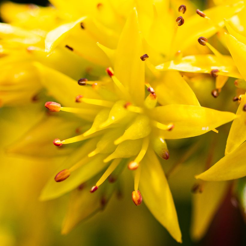 Sedum Weihenstephaner Gold (Floração)